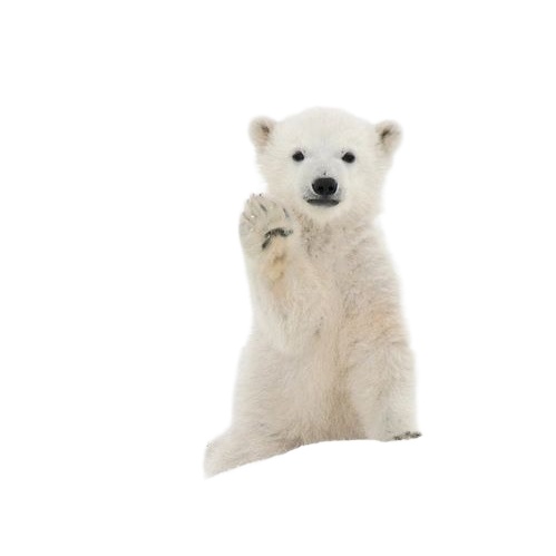 The polar bear cub cut out from the snow, saved as a transparent PNG