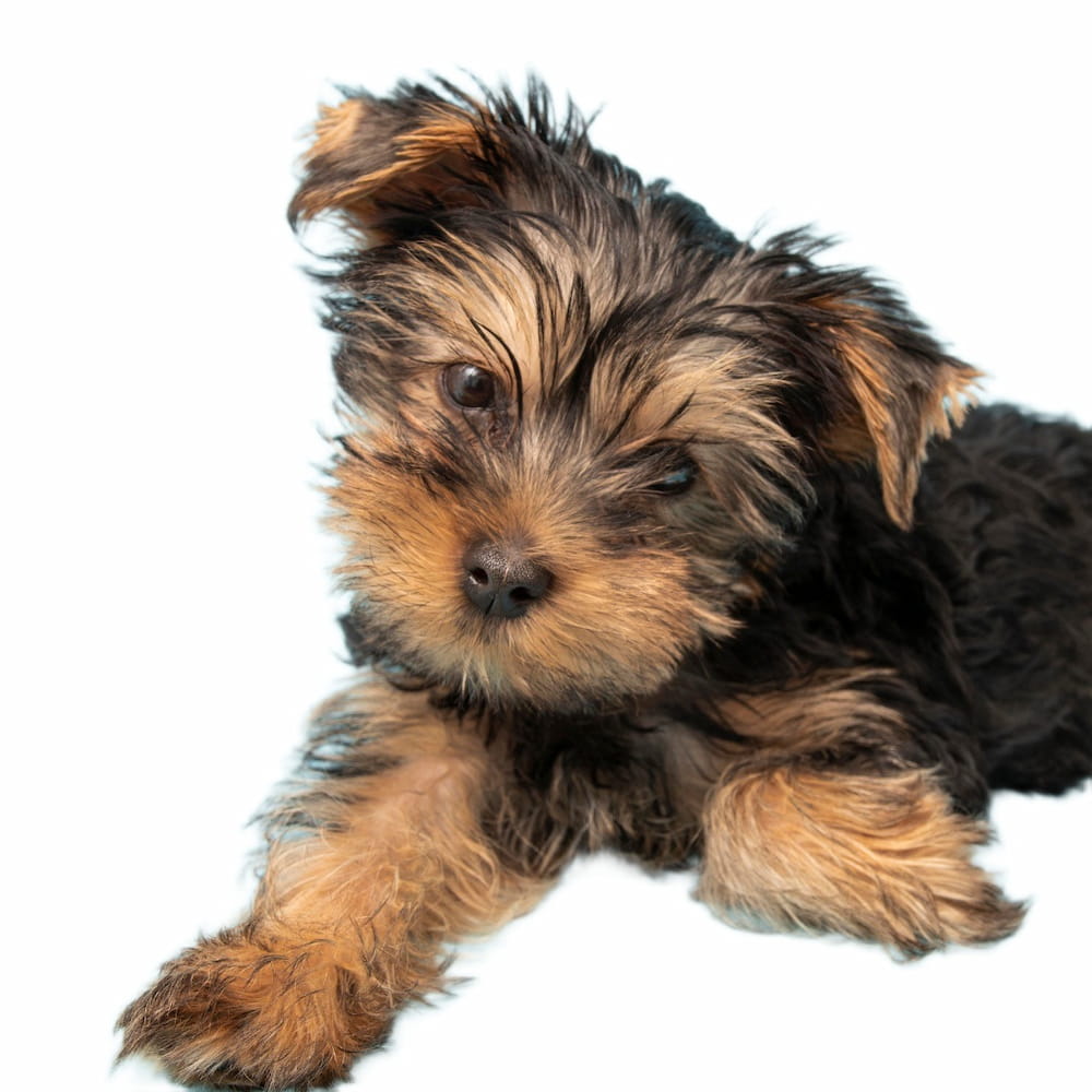 pet fur cutout result from Bg-Remover.org