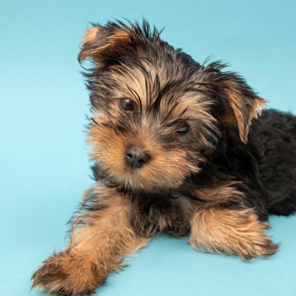 dog with fine fur before background removal