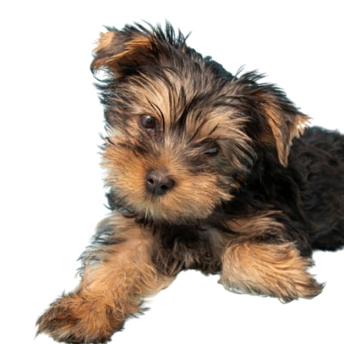 pet fur cutout result from remove.bg